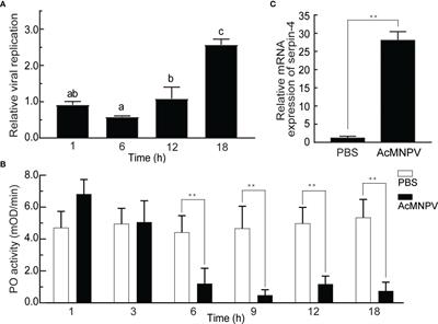 Serpin–4 Facilitates Baculovirus Infection by Inhibiting Melanization in Asian Corn Borer, Ostrinia furnacalis (Guenée)